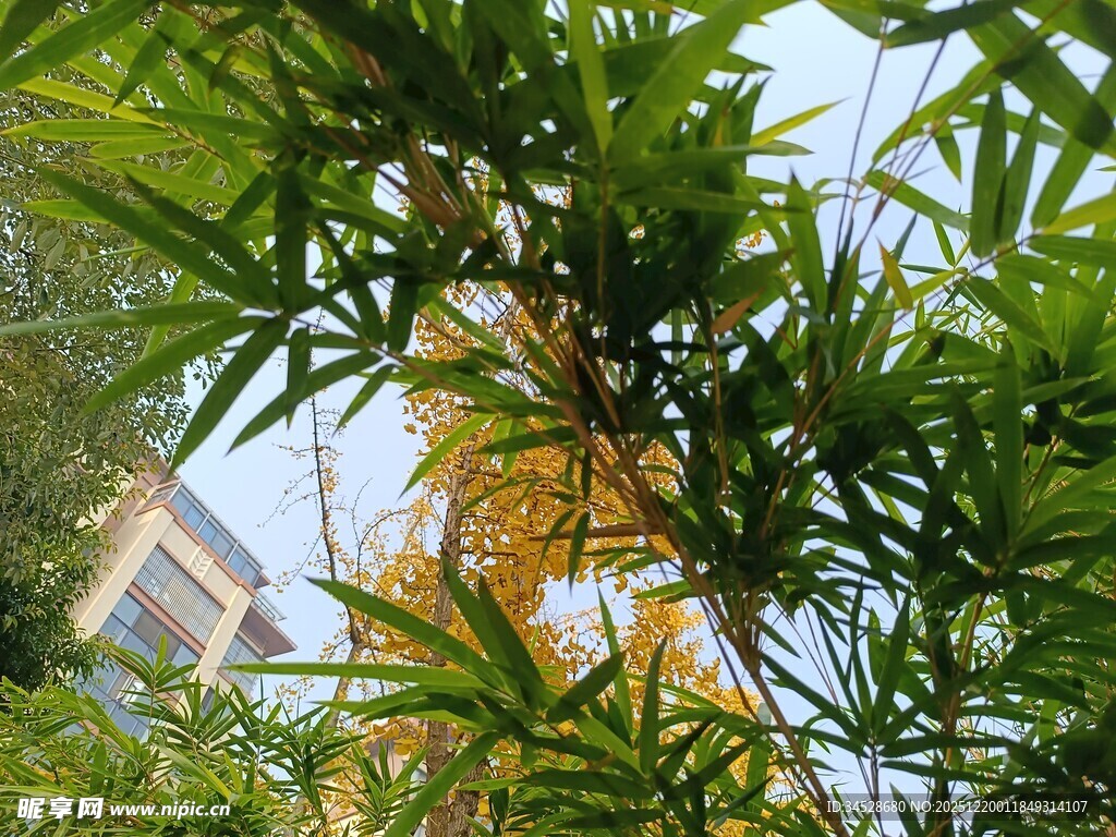 阳光下的翠绿竹叶