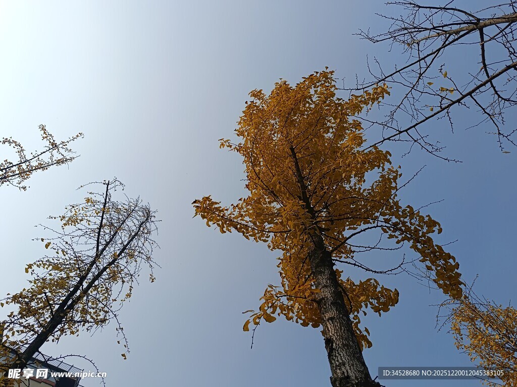 仰望秋日金黄银杏树