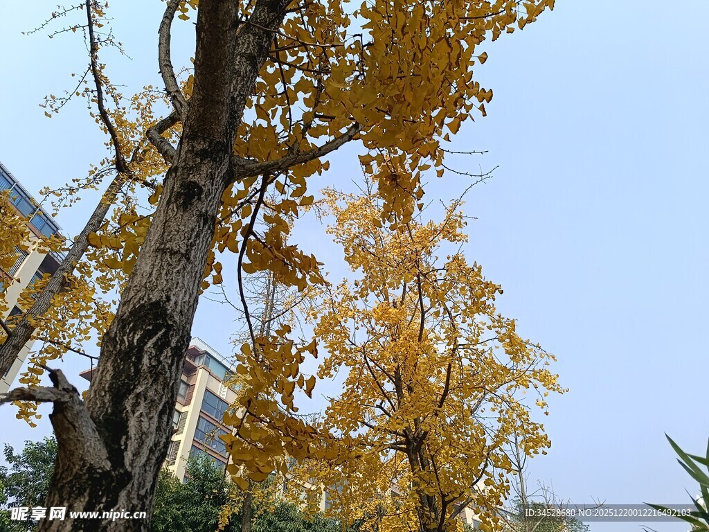 秋日金黄树木景致