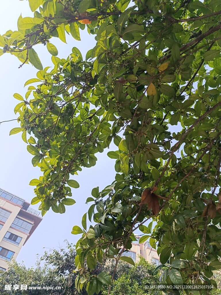 绿叶间的果实与建筑一角