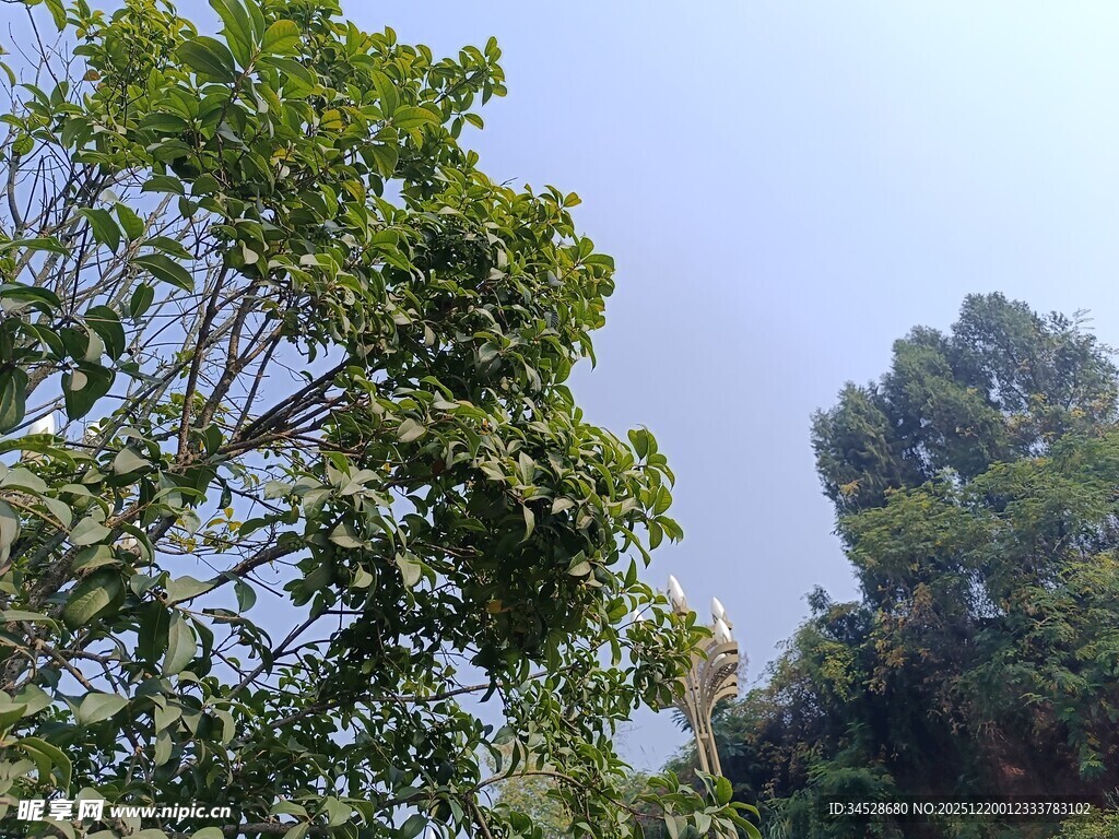 蓝天绿树自然美景