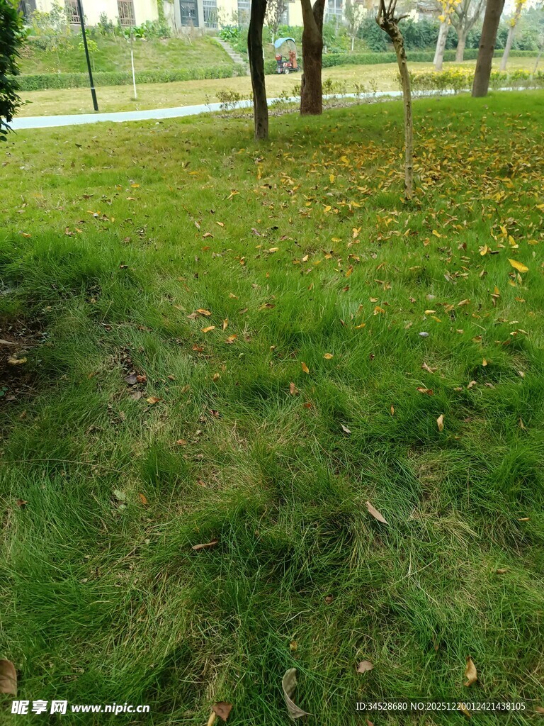 户外草地树木自然风景