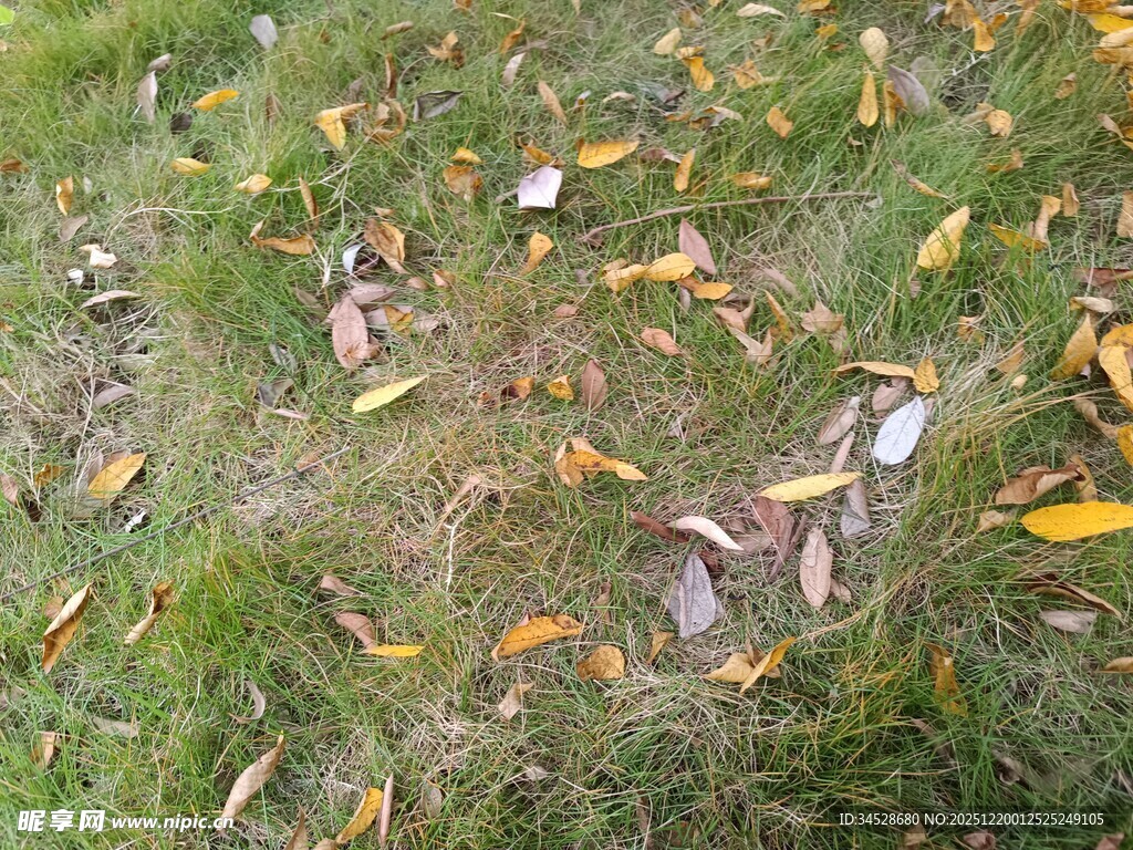 草地上散落的多彩叶片