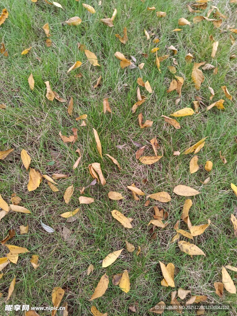 草地上散落的枯黄树叶