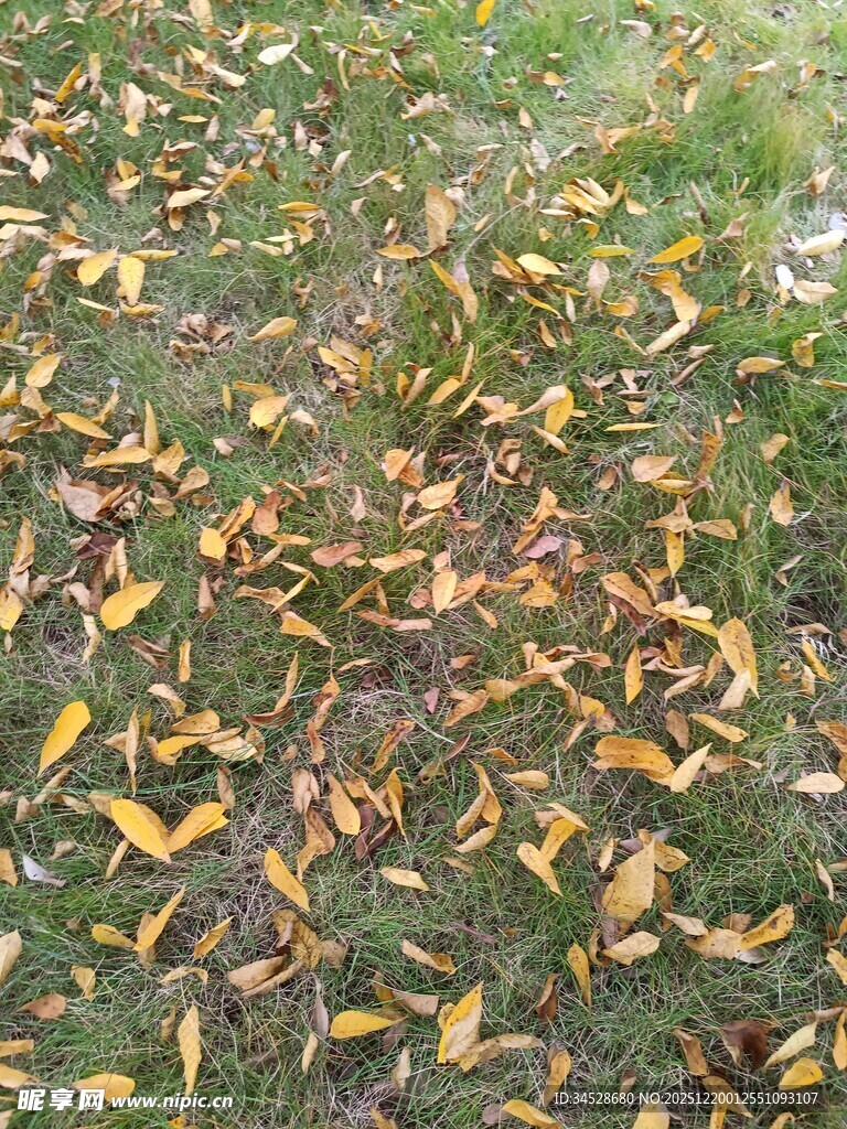 秋日草地落叶景致