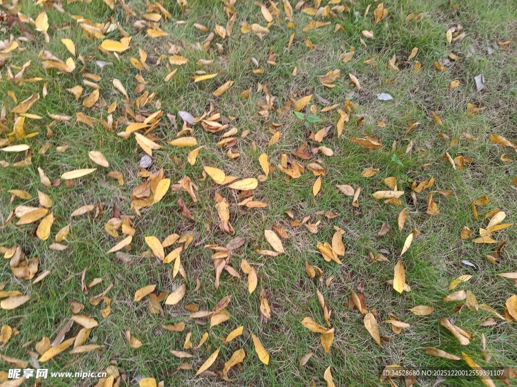 秋日草地落叶景象