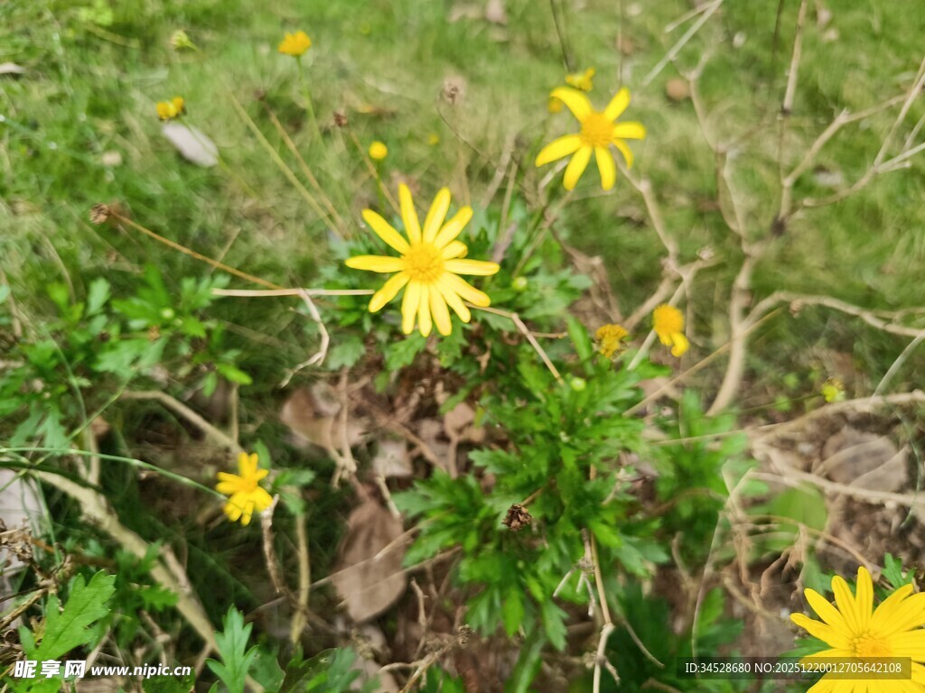 草地上的黄色小花