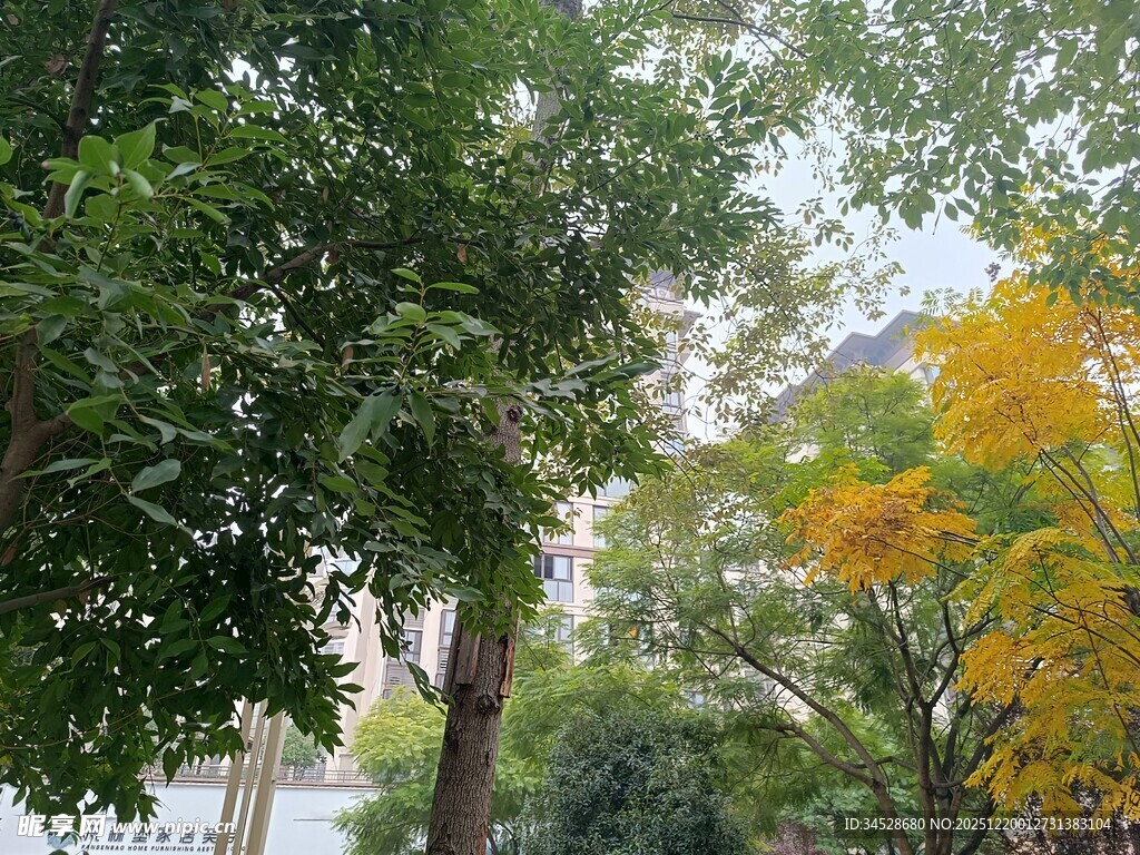 秋日繁茂树林景观