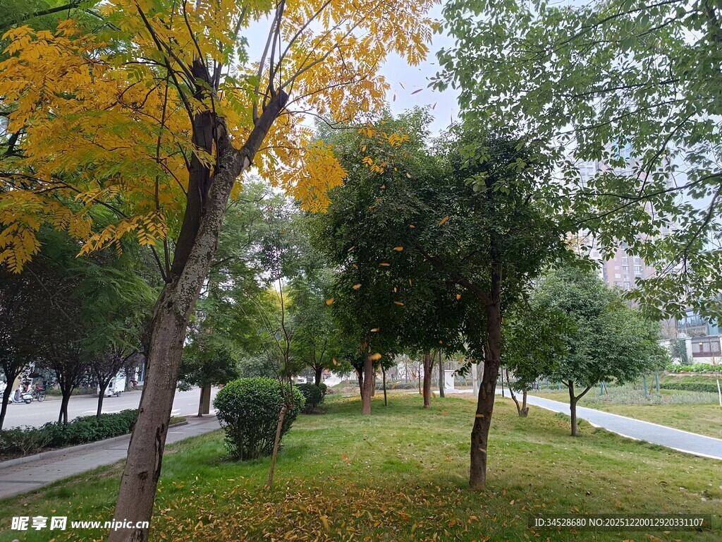 秋日公园绿意与黄叶景致