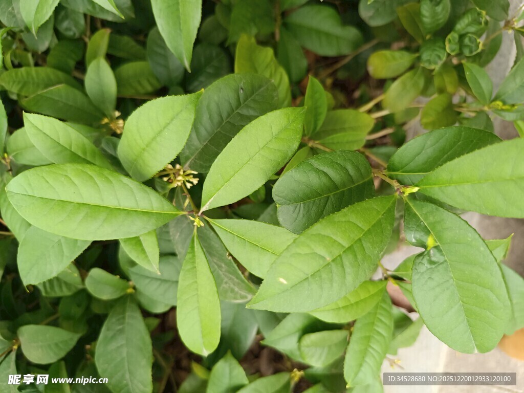 翠绿叶片植物特写