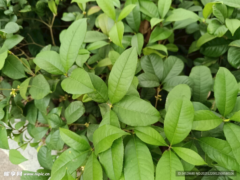 翠绿繁茂的叶片植物