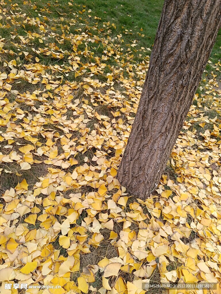 树下金黄落叶秋景图
