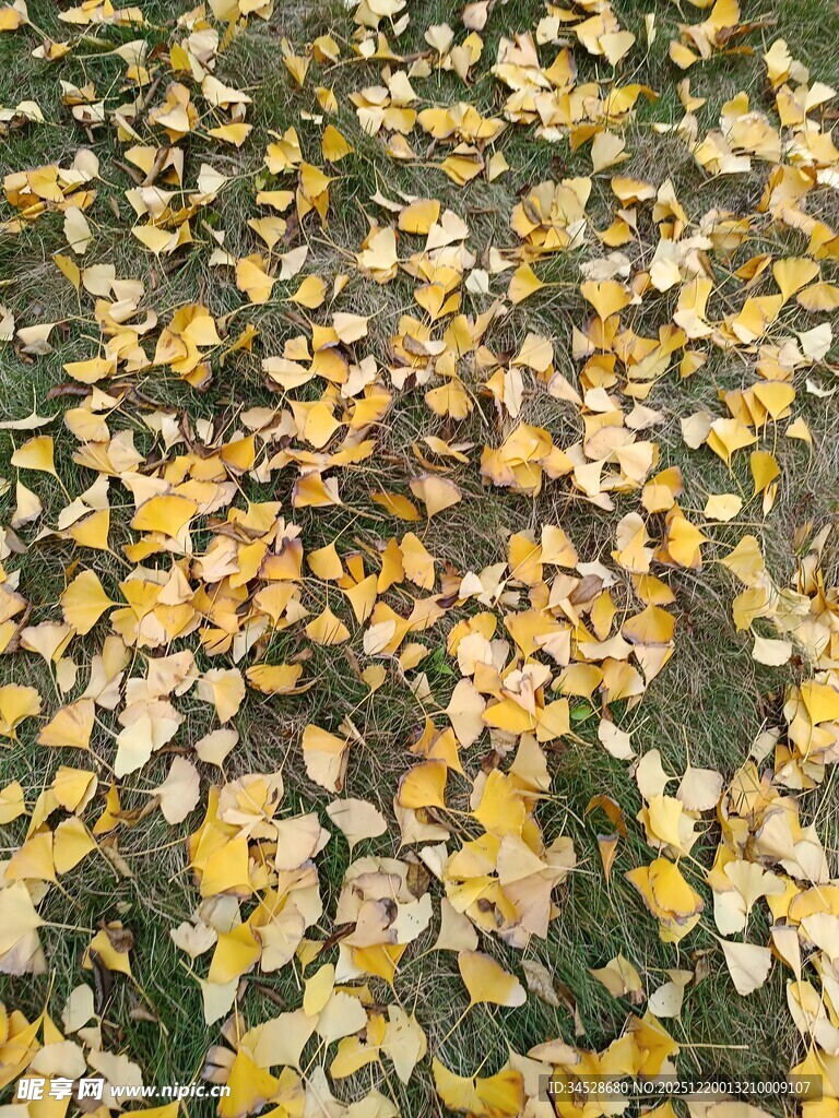 金黄落叶铺满地面的美景