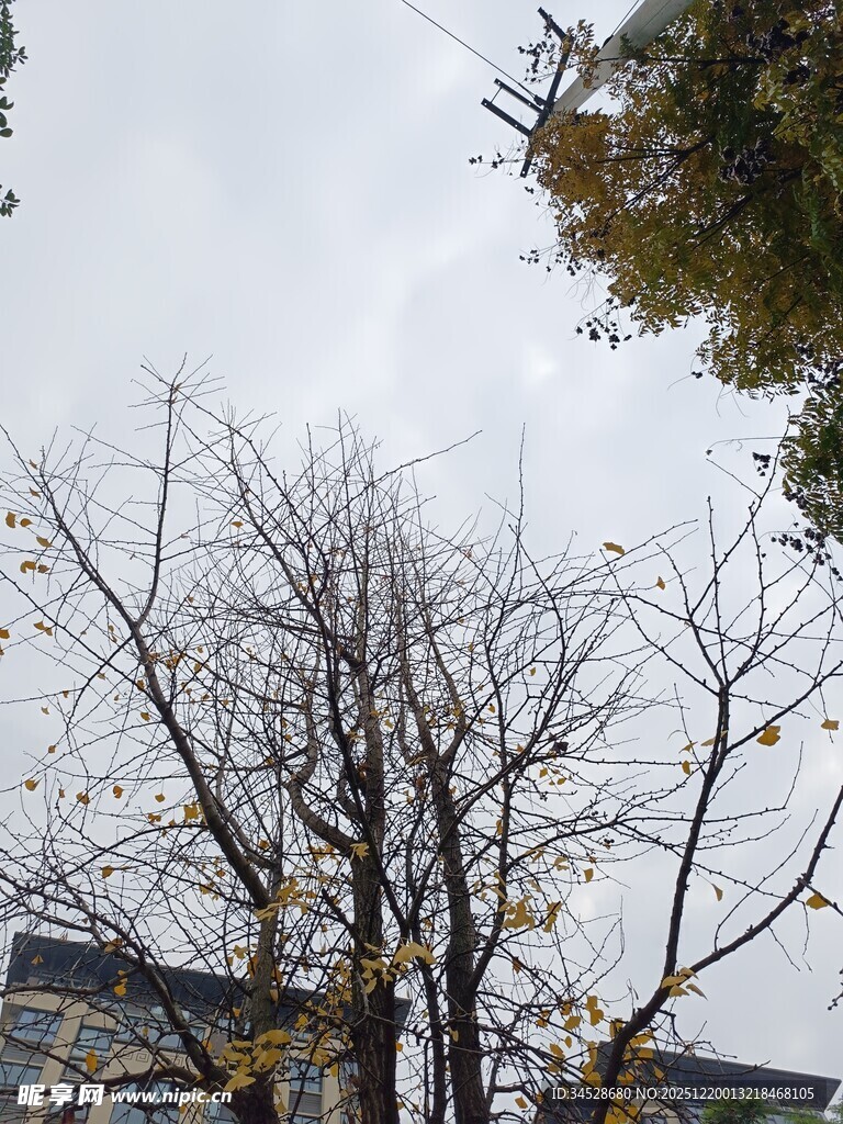 冬日光秃树木景象