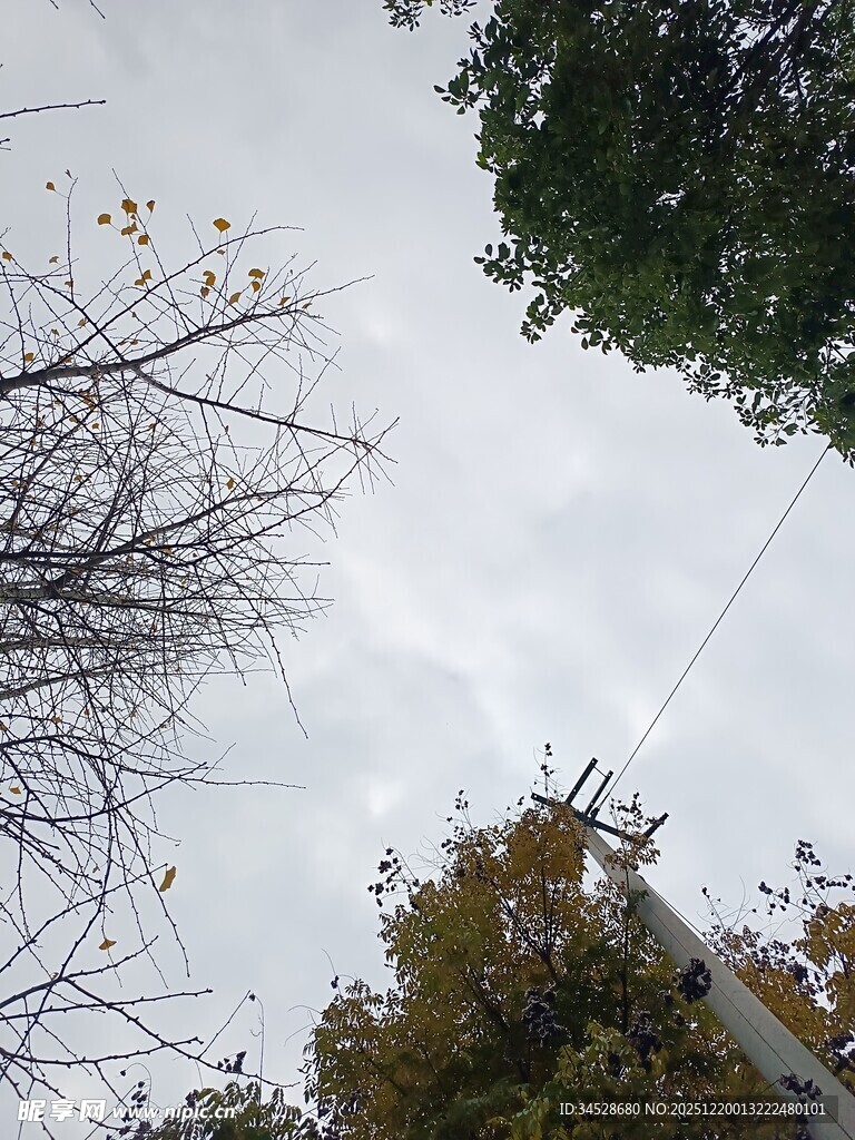 仰视视角下的树木与电线杆