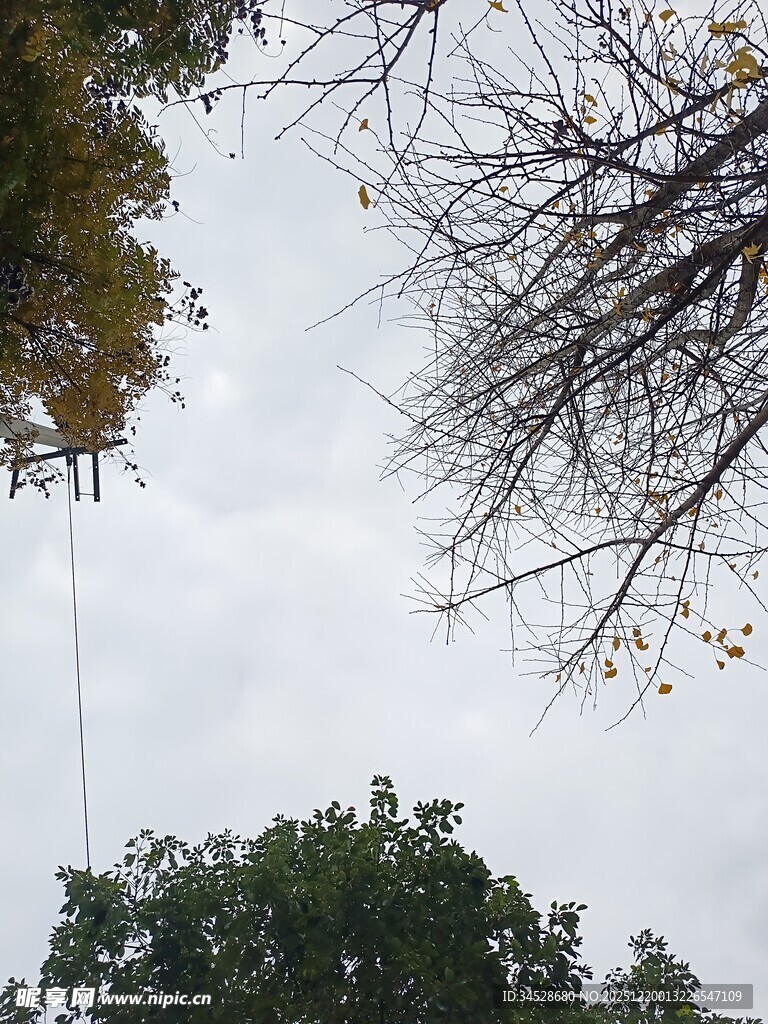 仰视树木与灰白天空