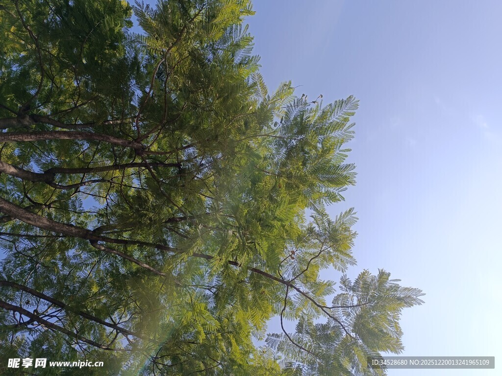 阳光下的葱郁树木