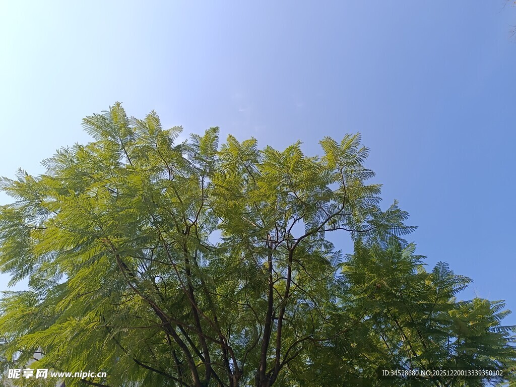 蓝天绿树成荫的美好景象