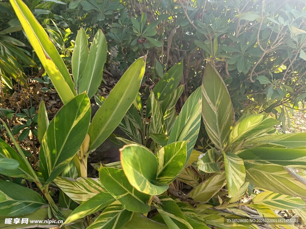 阳光下的翠绿植物