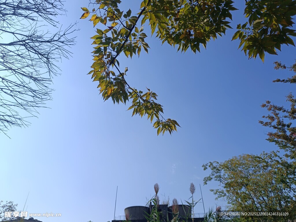 蓝天绿树间的建筑一角