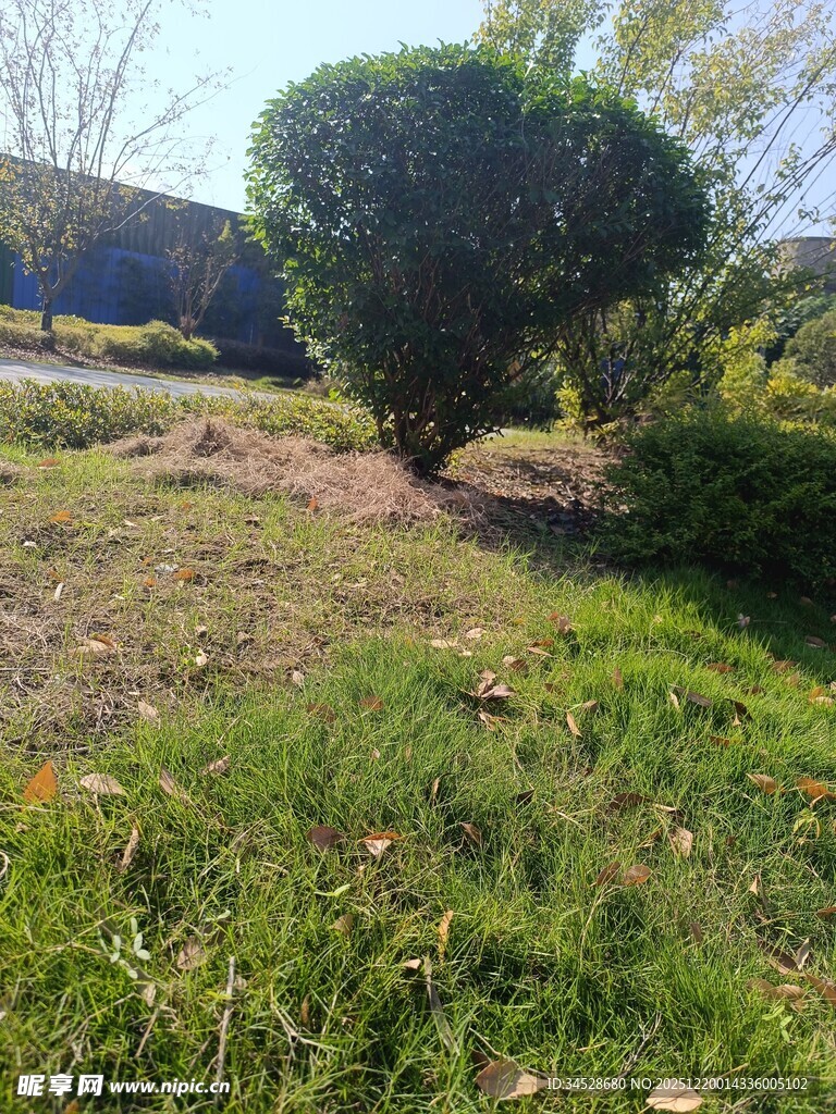 户外草地旁的修剪绿植