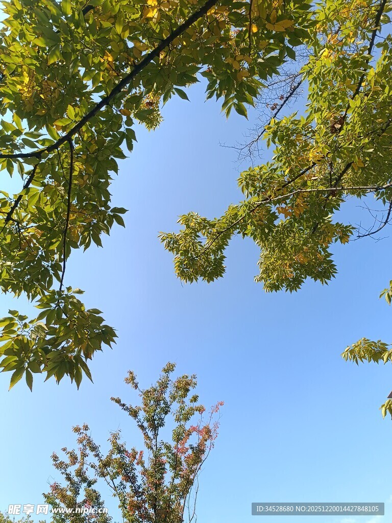 秋日树梢与蓝天美景