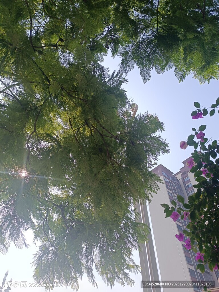 阳光透过枝叶洒下的美景