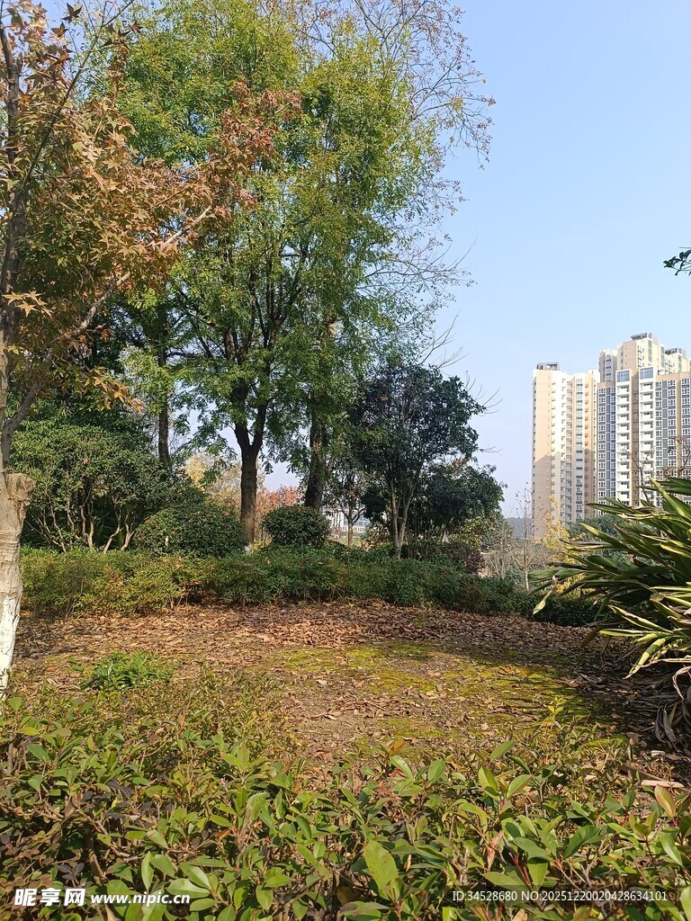 城市中的静谧绿植角落