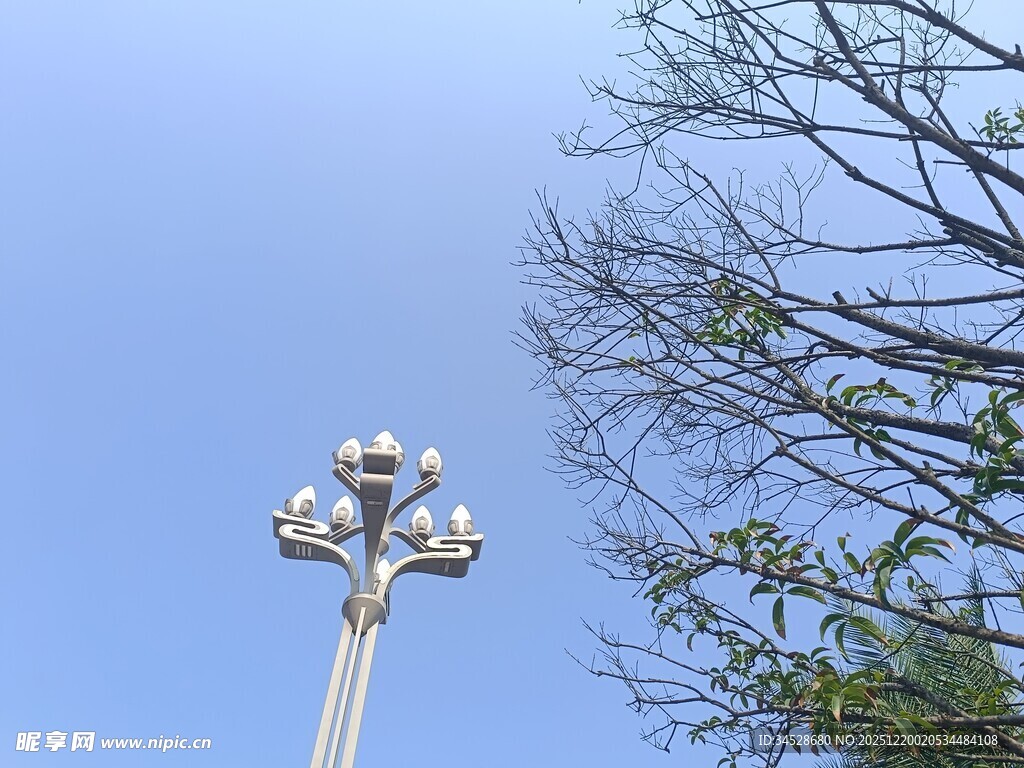 蓝天之下的路灯与树木