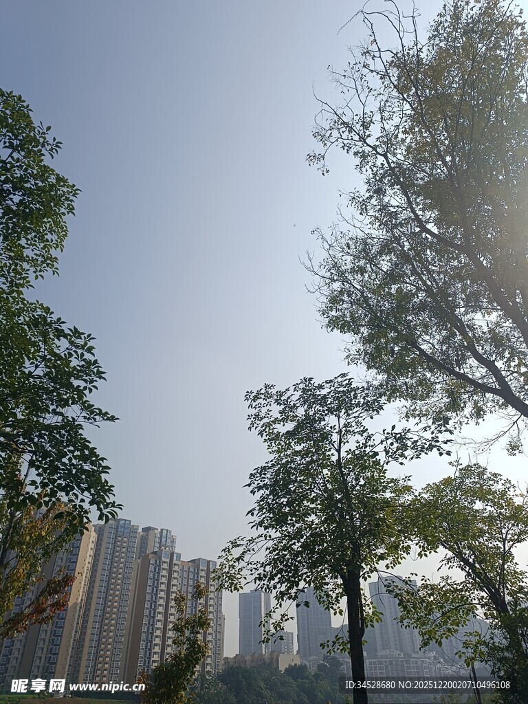 城市中树木与高楼的景致