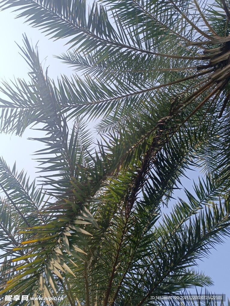 仰视下的翠绿棕榈树