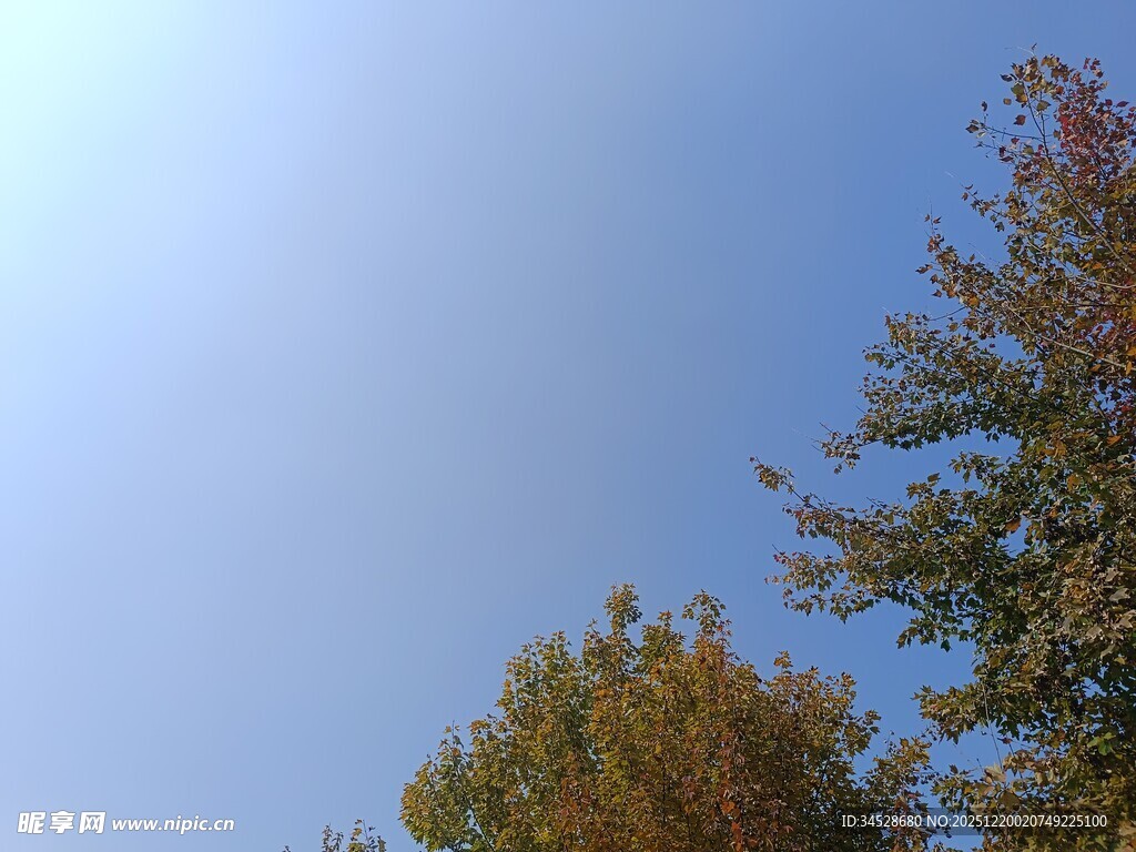 秋日树梢与晴朗蓝天