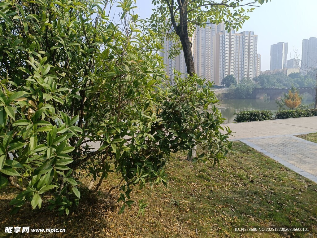 城市公园中的绿植景观