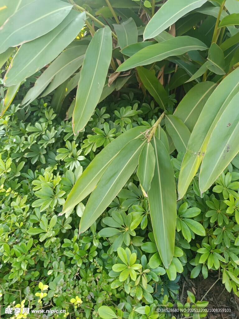 翠绿植物叶片特写