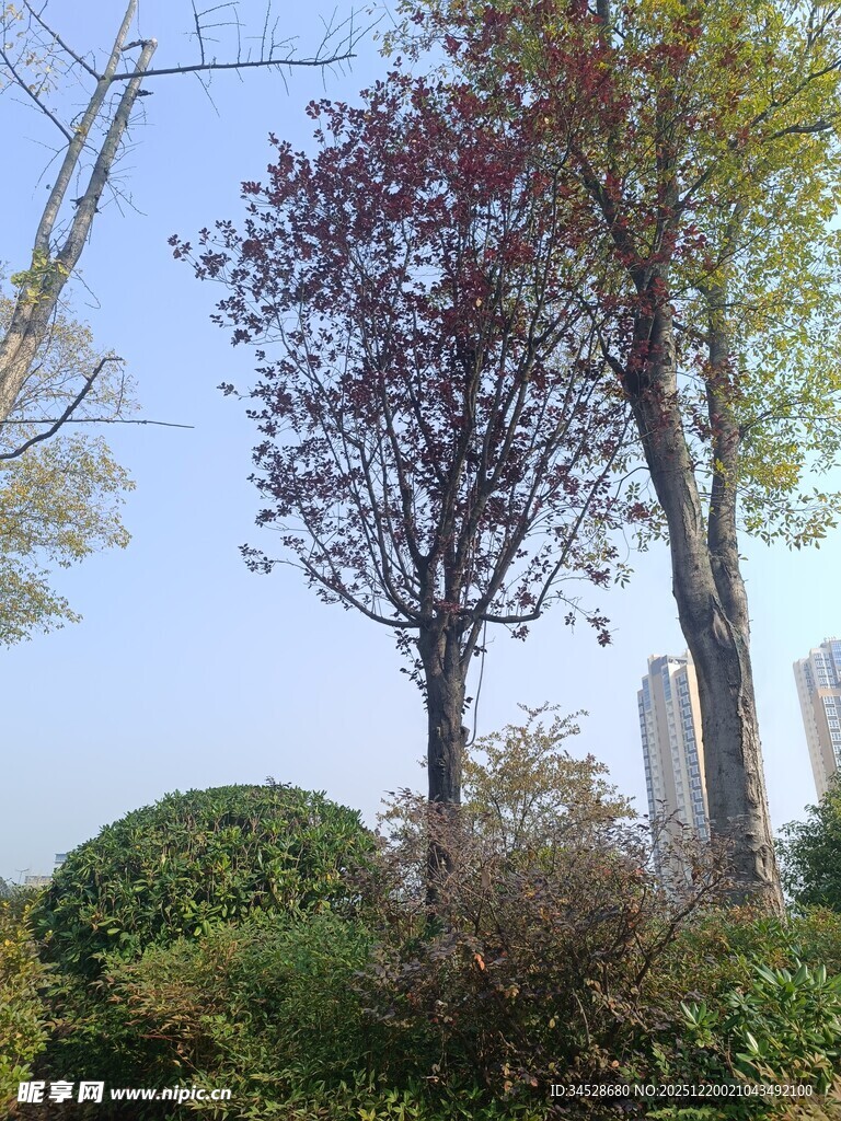 秋日公园树木景观