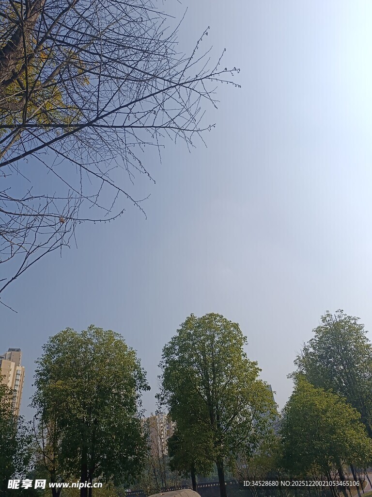 冬日树梢与远处绿树景观