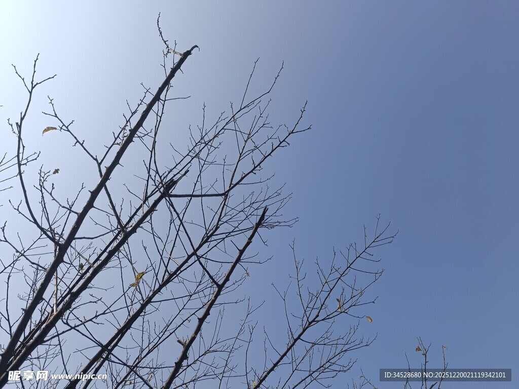 蓝天映衬下的光秃树枝
