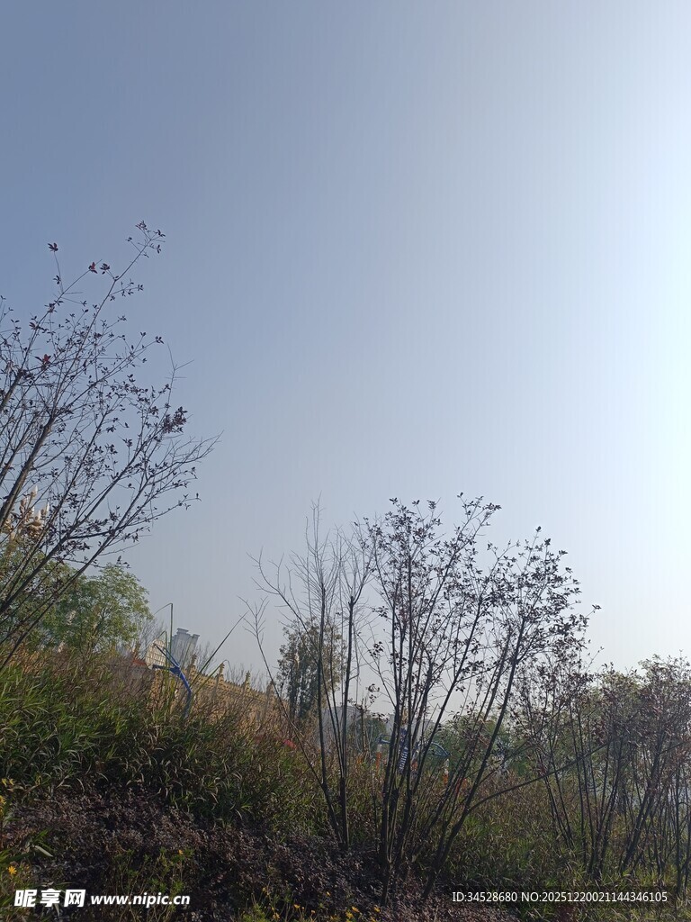 野外稀疏草木的晴朗景象