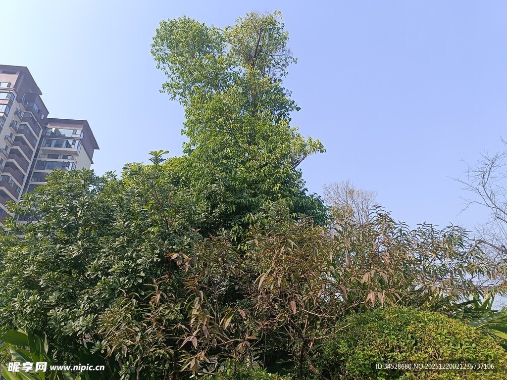 城市中的葱郁绿植景观