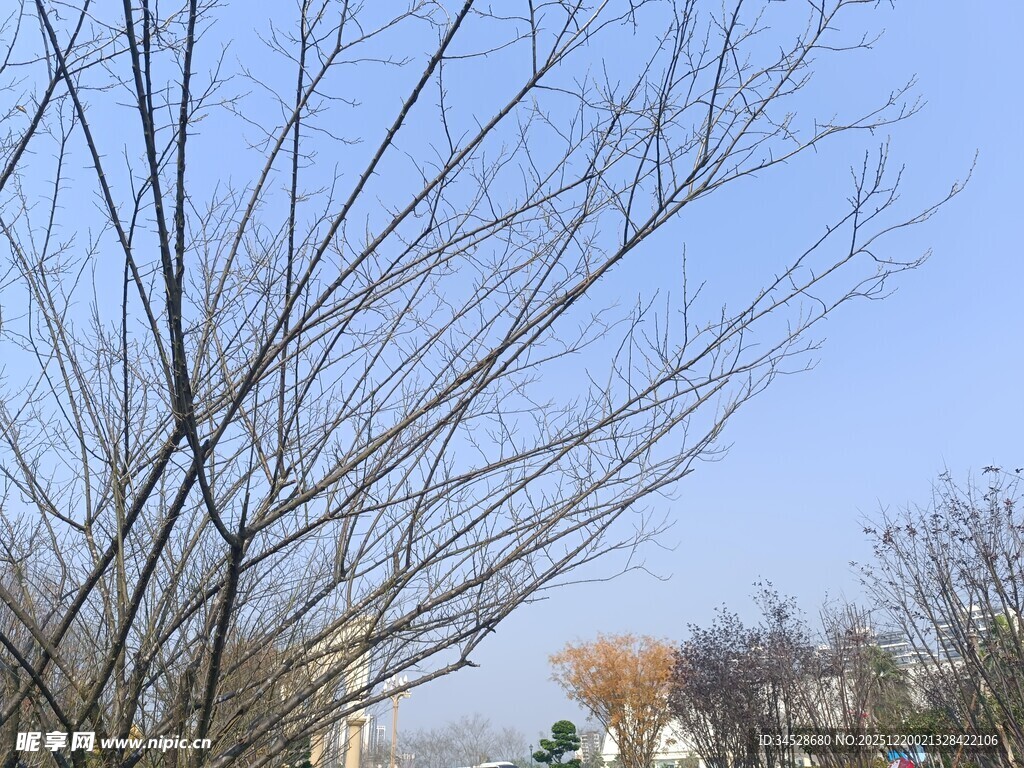 冬日光秃树枝与蓝天景色