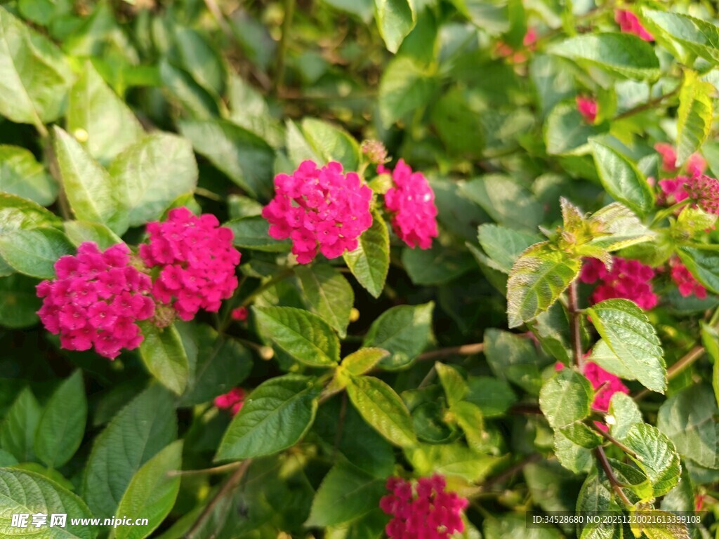 娇艳玫红花朵绽放绿叶间