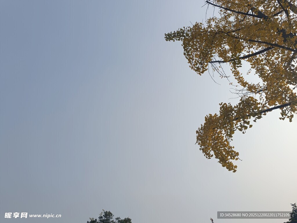 秋日银杏树枝映蓝天