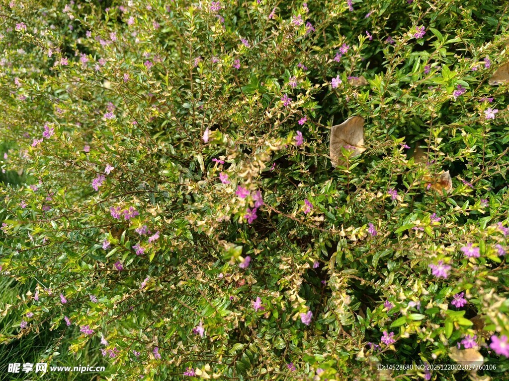 繁茂绿植中的娇艳花朵