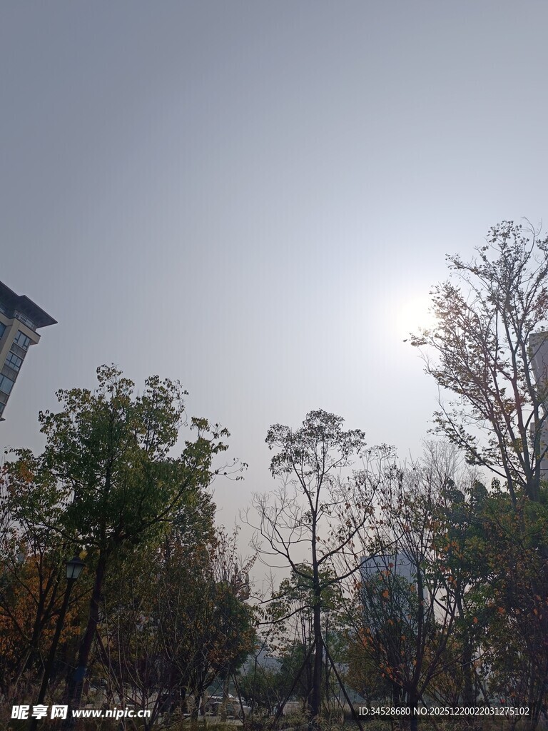 阳光下的树木与建筑物