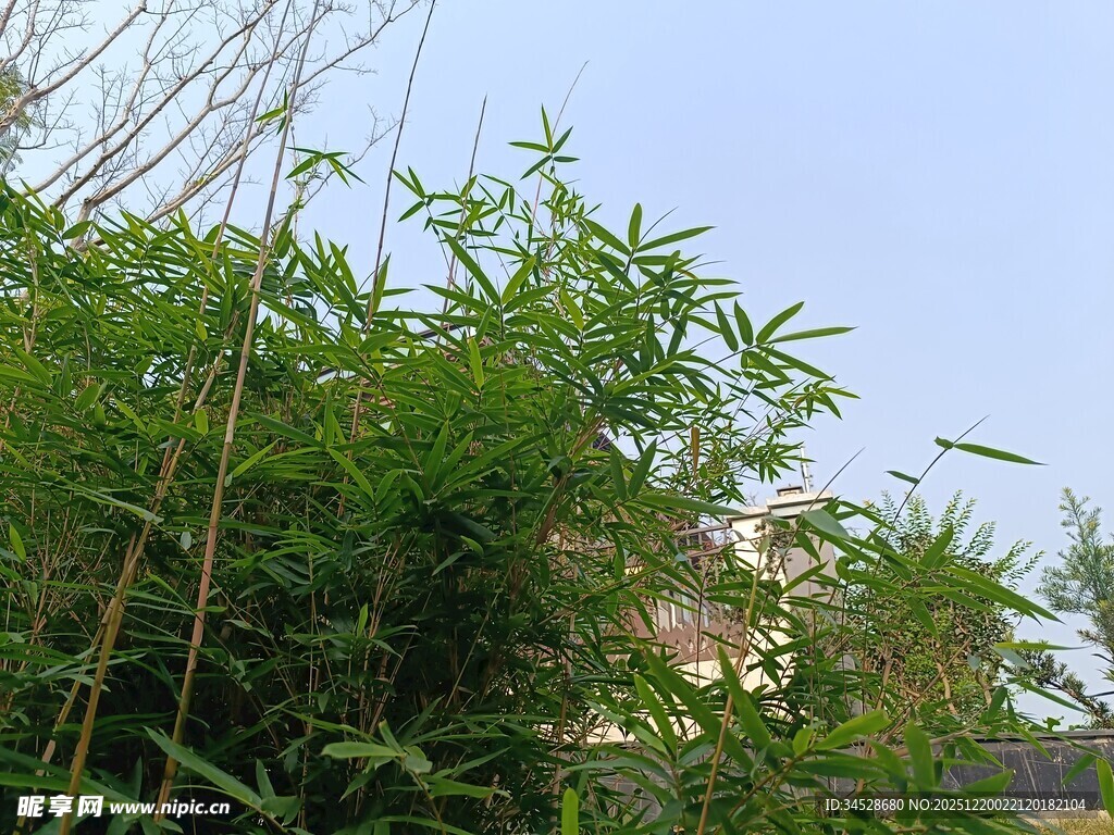 翠绿竹林与繁花相映