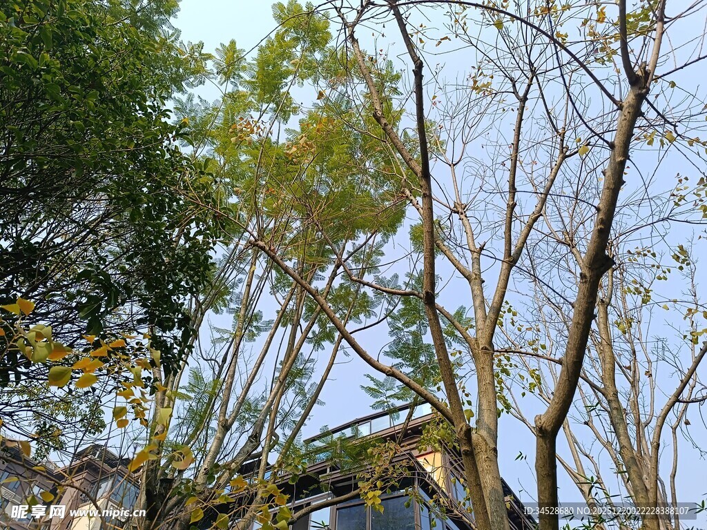 秋日林间的房屋景致