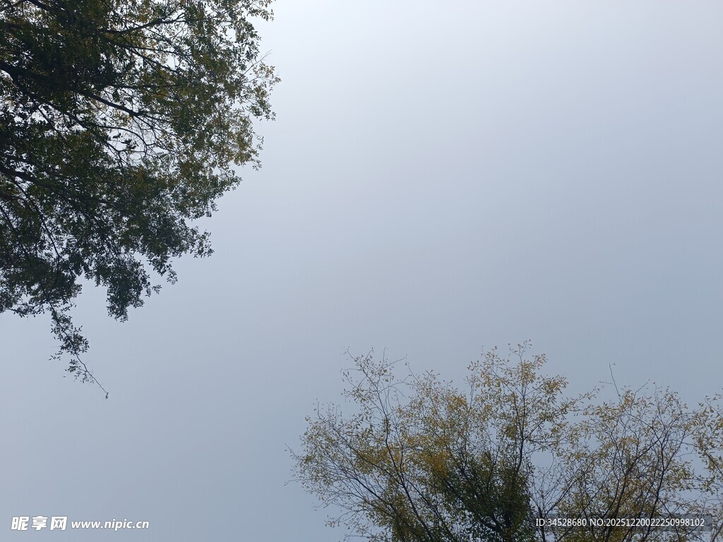 仰视树木与天空画面
