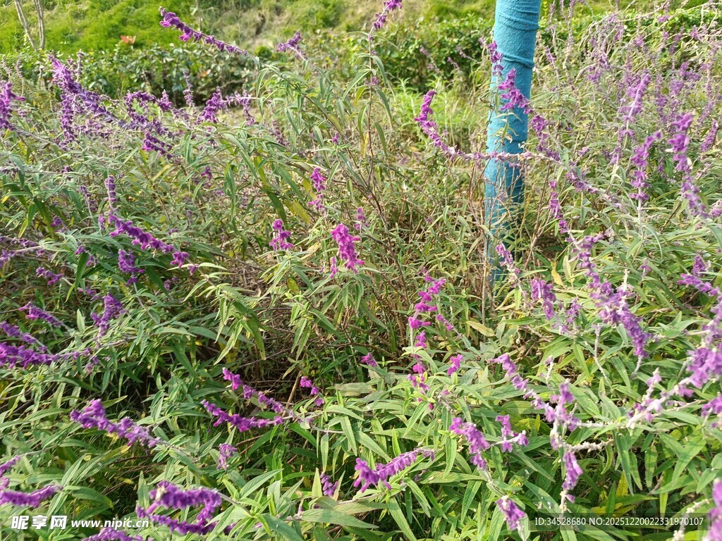 紫色野花与绿植相伴景象