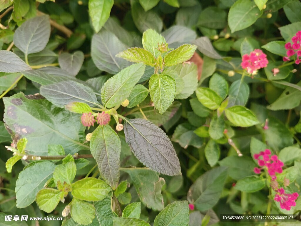 绿叶间的娇艳小花