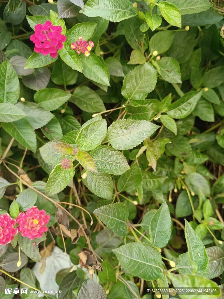 绿叶丛中的娇艳粉色花朵